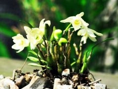霍山石斛花的图片
