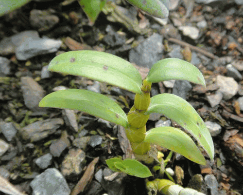 4组铁皮石斛种植图片