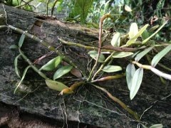 仿野生金钗石斛种植技术