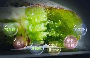 铁皮石斛吃法用量与禁忌