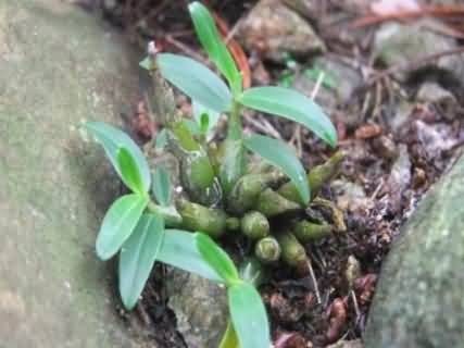 安徽霍山米斛花石斛苗种植图片