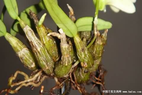 安徽霍山米斛花石斛苗种植图片