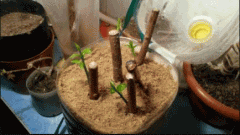 石斛兰如何扦插种植方法
