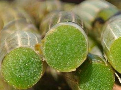 铁皮石斛多糖的功效作用