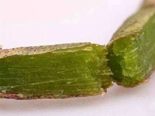 铁皮石斛多糖的功效作用
