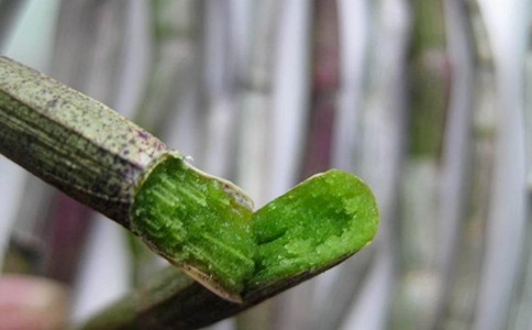 霍山铁皮石斛对老年人的功效有哪些