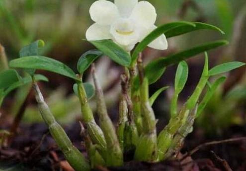 野生铁皮石斛花图片