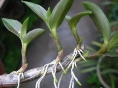 野生铁皮霍山石斛的茎和叶子图片