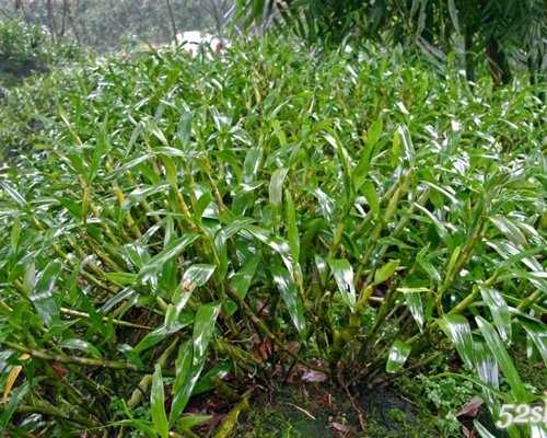 霍山米斛石斛粉泡茶图片