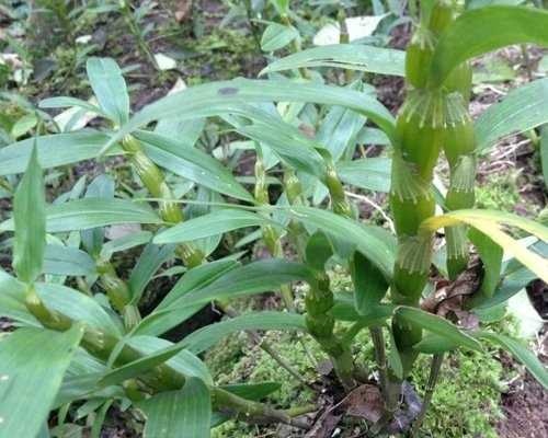 霍山米斛干花泡水图片